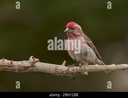 Cassin's Finch (Haemorhous cassinii) Mono County California USA Foto Stock