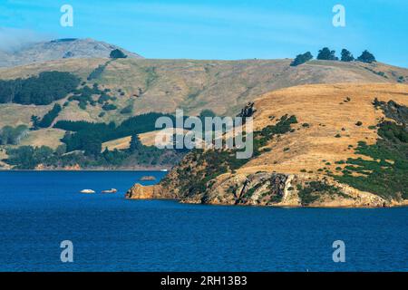 Porto di Otago, penisola di Otago, Dunedin, Isola del Sud, nuova Zelanda Foto Stock