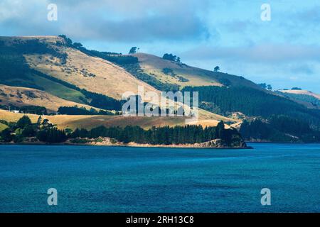 Porto di Otago, penisola di Otago, Dunedin, Isola del Sud, nuova Zelanda Foto Stock