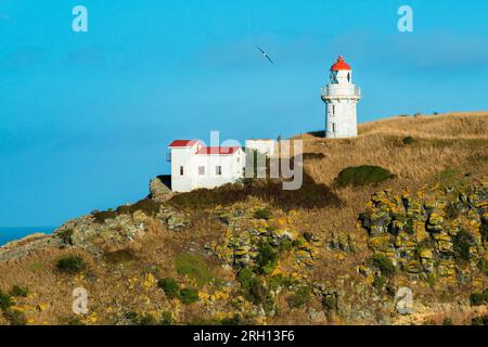 Northern Royal Albatross in volo, Taiaroa Head, Otago Peninsula, South Island, nuova Zelanda Foto Stock