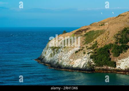 Northern Royal Albatross in volo, Taiaroa Head, Otago Peninsula, South Island, nuova Zelanda Foto Stock