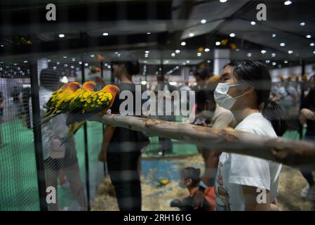 Bangkok, Thailandia. 12 agosto 2023. Le specie di pappagallo sono state esposte alla mostra "PET EXPO CHAMPIONSHIP 2023", al Queen Sirikit National Convention Center, Ratchadaphisek Road, Bangkok il 12 agosto 2023. (Foto di Teera Noisakran/Pacific Press) credito: Pacific Press Media Production Corp./Alamy Live News Foto Stock