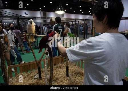 Bangkok, Thailandia. 12 agosto 2023. Le specie di pappagallo sono state esposte alla mostra "PET EXPO CHAMPIONSHIP 2023", al Queen Sirikit National Convention Center, Ratchadaphisek Road, Bangkok il 12 agosto 2023. (Foto di Teera Noisakran/Pacific Press) credito: Pacific Press Media Production Corp./Alamy Live News Foto Stock