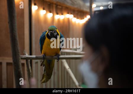 Bangkok, Thailandia. 12 agosto 2023. Le specie di pappagallo sono state esposte alla mostra "PET EXPO CHAMPIONSHIP 2023", al Queen Sirikit National Convention Center, Ratchadaphisek Road, Bangkok il 12 agosto 2023. (Foto di Teera Noisakran/Pacific Press) credito: Pacific Press Media Production Corp./Alamy Live News Foto Stock