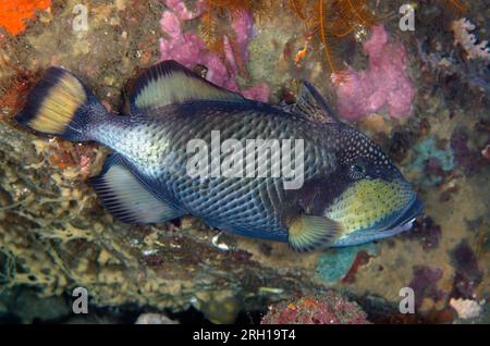 Titan Triggerfish, Balistoides viridescens, Nudi Retreat dive site, Lembeh Straits, Sulawesi, Indonesia Foto Stock