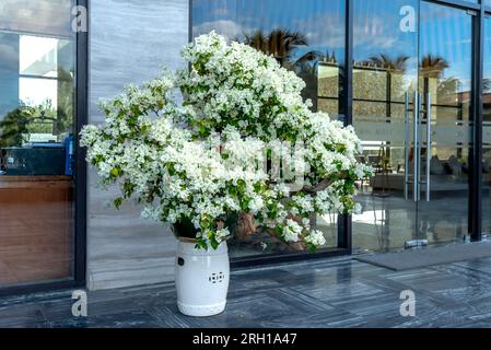 Bellissime piante di bouganville bianche in vasi sullo sfondo di marmo di un hotel di lusso Foto Stock