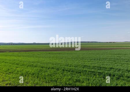 campo agricolo dove cresce il grano verde non maturo, una grande quantità di grano di cereali per la raccolta del grano Foto Stock