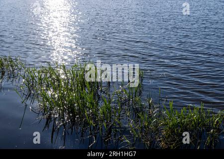 erba e altre piante che crescono vicino all'acqua del lago, tempo ventoso sul lago con piante diverse e bagliore dalla luce del sole sulle onde Foto Stock