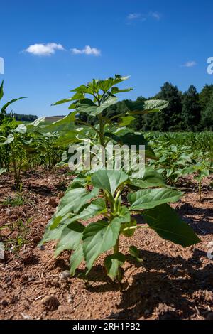 germogli di girasole verdi su un campo agricolo misto, un campo combinato con girasole e mais nella stagione estiva Foto Stock