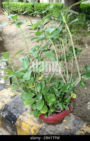 Impianto di aria (Kalanchoe pinnata) con dettagli delle foglie: (Pix Sanjiv Shukla) Foto Stock