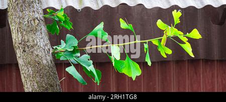 Vista dettagliata delle foglie di un Ginkgo biloba sul ramo di un albero. Foto Stock