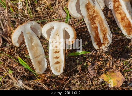Russola puzzolente, Stinkkremla (Russula foetens) Foto Stock