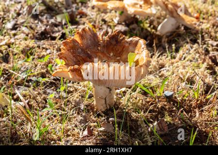 Russola puzzolente, Stinkkremla (Russula foetens) Foto Stock