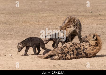 Iena maculata con i suoi cuccioli , Crocuta crocuta, Hyaenidae, Ol Pejeta Conservancy, Kenya, Africa Foto Stock