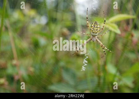 Primo piano con grandangolo naturale su una tigre a righe colorata o un ragno con vespa, Argiope bruennichi, appeso nella sua ragnatela Foto Stock