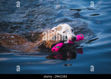 Due cani che giocano con un giocattolo in acqua in una calda giornata estiva Foto Stock
