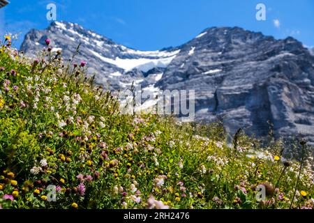 Eiger Walk da Eigergletscher a Kleine Schidegg, Jungfrau Grindelwald Svizzera Foto Stock