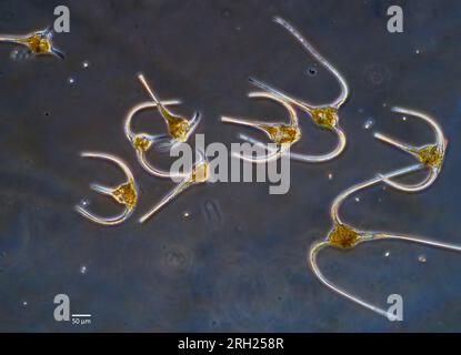 Dinoflagellati planctonici del genere Ceratium raccolti dalle acque superficiali costiere della Norvegia sudoccidentale. Foto Stock