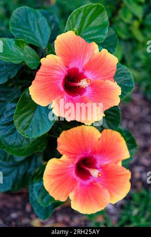 Due grandi fiori di ibisco dai colori vivaci da vicino. Foto Stock