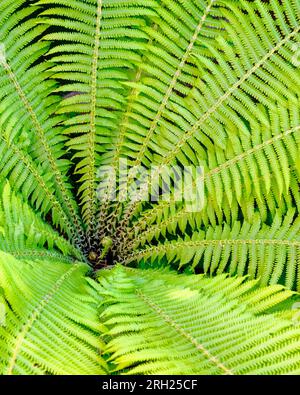 Felce verde come sfondo. Fern si allontana da vicino. Foto Stock