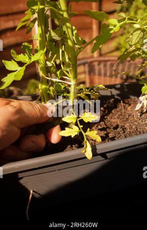 Uomo che taglia foglie morte da una pianta di pomodoro con taglierine da giardino alla luce del sole del mattino presto. Fai crescere il tuo concetto Foto Stock
