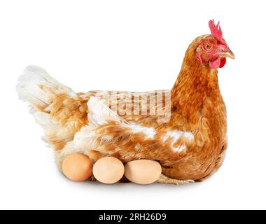 una gallina rossa che cova le uova isolate sul bianco Foto Stock