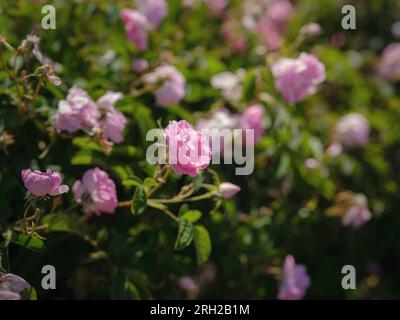 Campo di rose Damascena in soleggiata giornata estiva . Raccolta di petali di rosa per la produzione di profumi di olio di rosa. Villaggio Guneykent nella regione di Isparta, Turchia, un vero paradiso per l'ecoturismo. Foto Stock