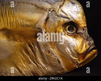 Testa di pesce in scatola spettrale isolata sul nero. Foto Stock