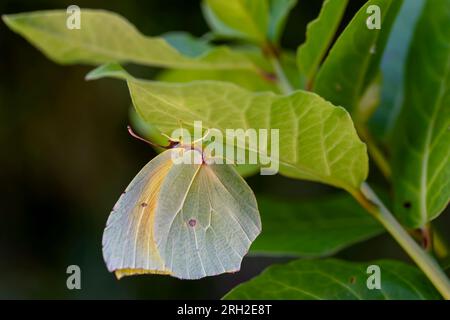 Bellissima farfalla Gonepteryx cleopatra attaccata a una foglia di alloro Foto Stock