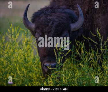 Bisonti delle pianure di toro (bison bison) tra le praterie fiorite nel Theodore Roosevelt National Park fuori Medora, North Dakota Foto Stock