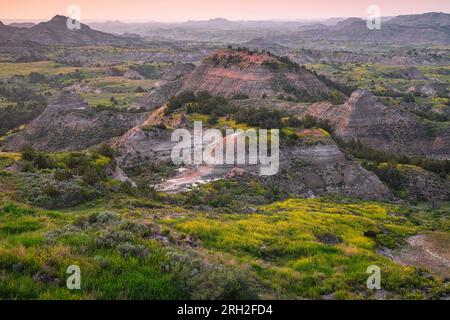 Bisonti maschili delle pianure (bisonti) che pascolano tra le colorate praterie sotto il Painted Canyon e si affacciano sul Theodore Roosevelt National Park Foto Stock