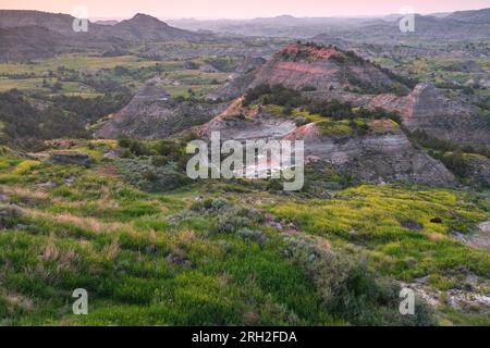 Bisonti maschili delle pianure (bisonti) che pascolano tra le colorate praterie sotto il Painted Canyon e si affacciano sul Theodore Roosevelt National Park Foto Stock