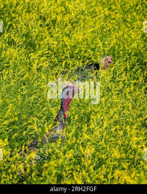Un gregge di tacchini selvatici (Meleagris gallopavo) in un campo di fiori gialli nel North Unit del Theodore Roosevelt National Park nel North Dakota Foto Stock
