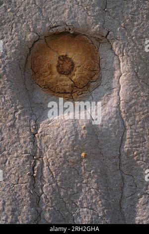 Piccoli depositi noti come calcestruzzo a palla di cannone nel Theodore Roosevelt National Park fuori Medora, North Dakota Foto Stock