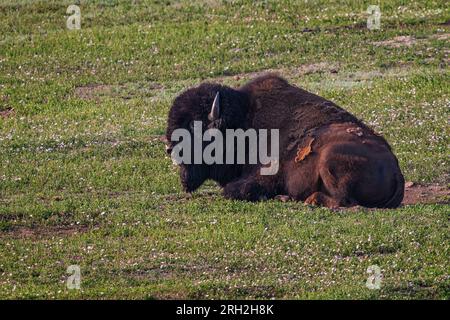 Plains bison (bison bison) nell'unità meridionale del Theodore Roosevelt National Park fuori Medora, Dakota del Nord Foto Stock