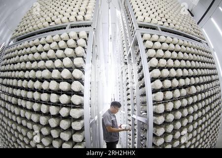 LAIXI, CINA - 13 AGOSTO 2023 - Un membro del personale di un'azienda di coltivazione e trasformazione di funghi verifica la crescita di un bastone di funghi nella città di Laixi, Foto Stock