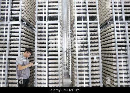 LAIXI, CINA - 13 AGOSTO 2023 - Un membro del personale di un'azienda di coltivazione e trasformazione di funghi verifica la crescita di un bastone di funghi nella città di Laixi, Foto Stock