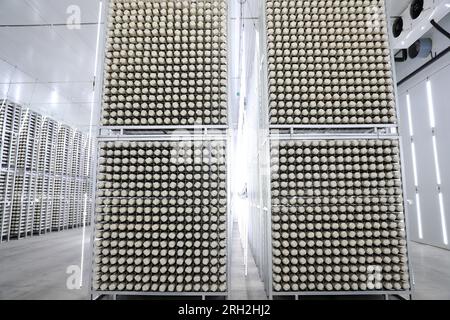 LAIXI, CINA - 13 AGOSTO 2023 - Un bastone di funghi coltivato da un'impresa di allevamento e trasformazione di funghi nella città di Laixi, provincia dello Shandong, Cina, A Foto Stock