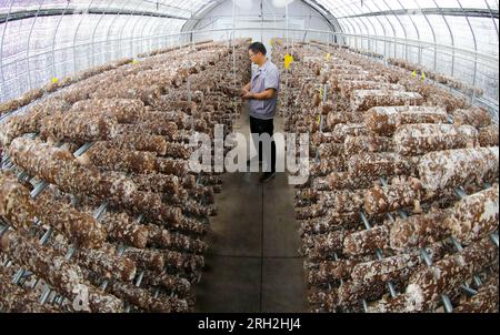 LAIXI, CINA - 13 AGOSTO 2023 - Un membro dello staff di un'azienda di coltivazione e trasformazione di funghi controlla la crescita dei funghi nella città di Laixi, Shandon Foto Stock