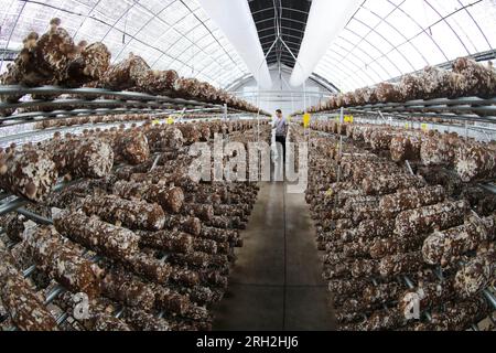 LAIXI, CINA - 13 AGOSTO 2023 - Un membro dello staff di un'azienda di coltivazione e trasformazione di funghi controlla la crescita dei funghi nella città di Laixi, Shandon Foto Stock