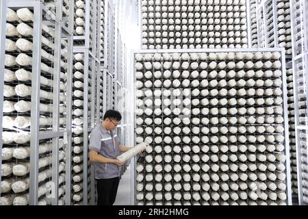 LAIXI, CINA - 13 AGOSTO 2023 - Un membro del personale di un'azienda di coltivazione e trasformazione di funghi verifica la crescita di un bastone di funghi nella città di Laixi, Foto Stock