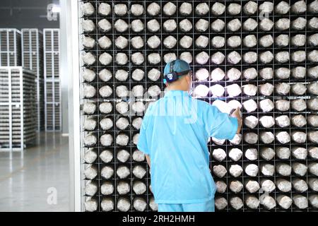 LAIXI, CINA - 13 AGOSTO 2023 - Un membro del personale di un'azienda di coltivazione e trasformazione di funghi verifica la crescita di un bastone di funghi nella città di Laixi, Foto Stock