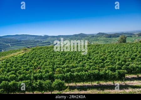 Uva Riesling nel famoso vigneto Bassgeige della cooperativa vinicola Oberberge, Kaiserstuhl. Baden Wuerttemberg, Germania, Europa Foto Stock