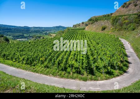 Uva Riesling nel famoso vigneto Bassgeige della cooperativa vinicola Oberberge, Kaiserstuhl. Baden Wuerttemberg, Germania, Europa Foto Stock