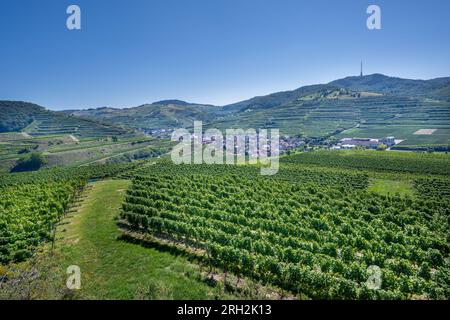 Vista di Oberberg e delle terrazze vinicole dalla cooperativa di Oberberg. Uva Riesling nel famoso vigneto Bassgeige. Kaiserstuhl, Baden Wuert Foto Stock