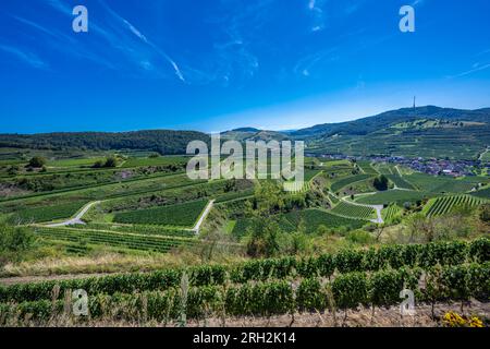 Vista di Oberberg e delle terrazze vinicole dalla cooperativa di Oberberg. Uva Riesling nel famoso vigneto Bassgeige. Kaiserstuhl, Baden Wuert Foto Stock