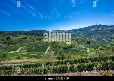 Vista di Oberberg e delle terrazze vinicole dalla cooperativa di Oberberg. Uva Riesling nel famoso vigneto Bassgeige. Kaiserstuhl, Baden Wuert Foto Stock