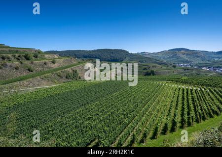 Vista di Oberberg e delle terrazze vinicole dalla cooperativa di Oberberg. Uva Riesling nel famoso vigneto Bassgeige. Kaiserstuhl, Baden Wuert Foto Stock