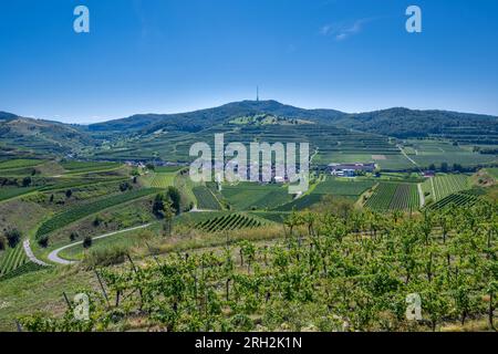 Vista di Oberberg e delle terrazze vinicole dalla cooperativa di Oberberg. Uva Riesling nel famoso vigneto Bassgeige. Kaiserstuhl, Baden Wuert Foto Stock