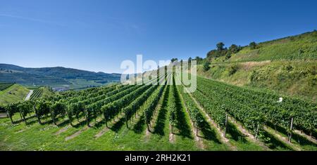 Uva Riesling nel famoso vigneto Bassgeige della cooperativa vinicola Oberberge, Kaiserstuhl. Baden Wuerttemberg, Germania, Europa Foto Stock